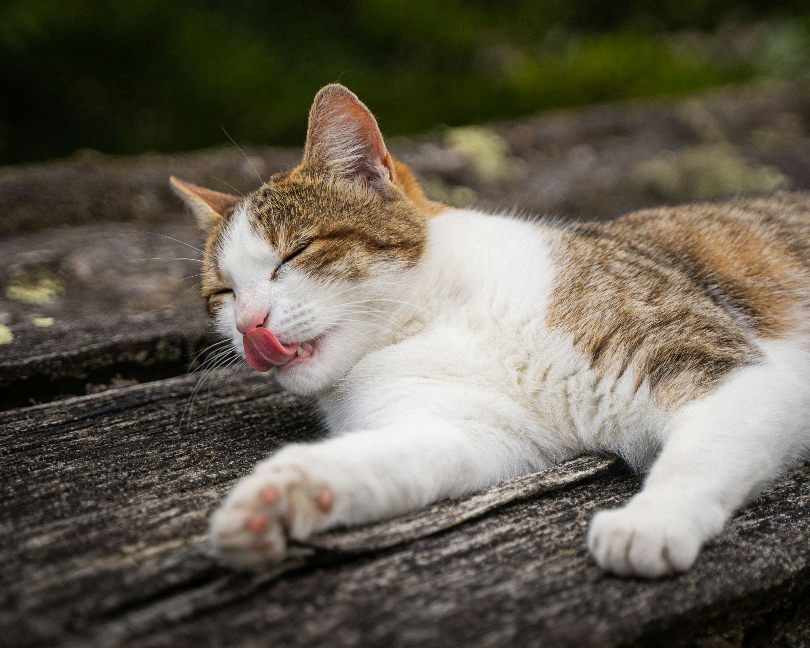 white and brown cat lying on gray wooden surface